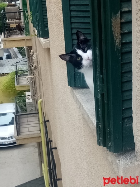 Tekir Kedi, Kedi  Boncuk fotoğrafı