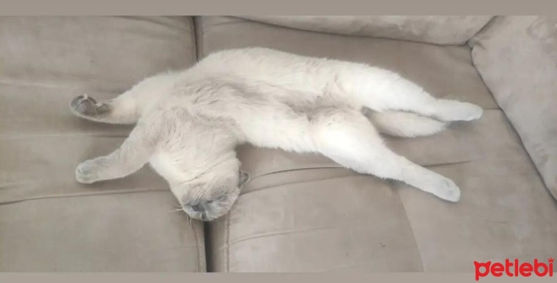 Scottish Fold, Kedi  çiko fotoğrafı