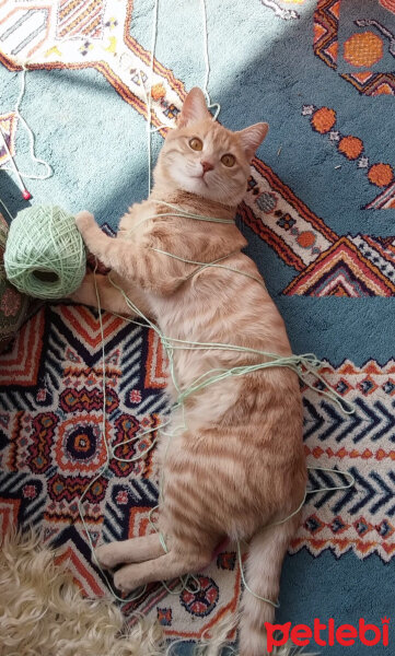 Brazilian Shorthair, Kedi  Susam fotoğrafı