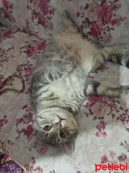 British Longhair, Kedi  Haru fotoğrafı