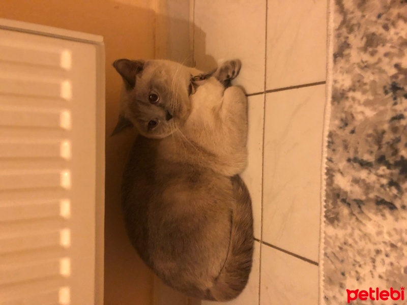 Colorpoint Shorthair, Kedi  İnci fotoğrafı
