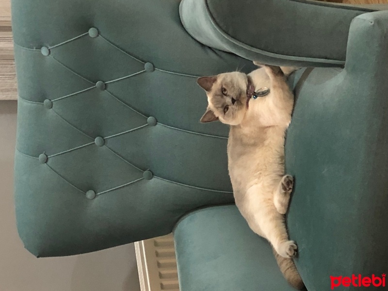 Colorpoint Shorthair, Kedi  İnci fotoğrafı