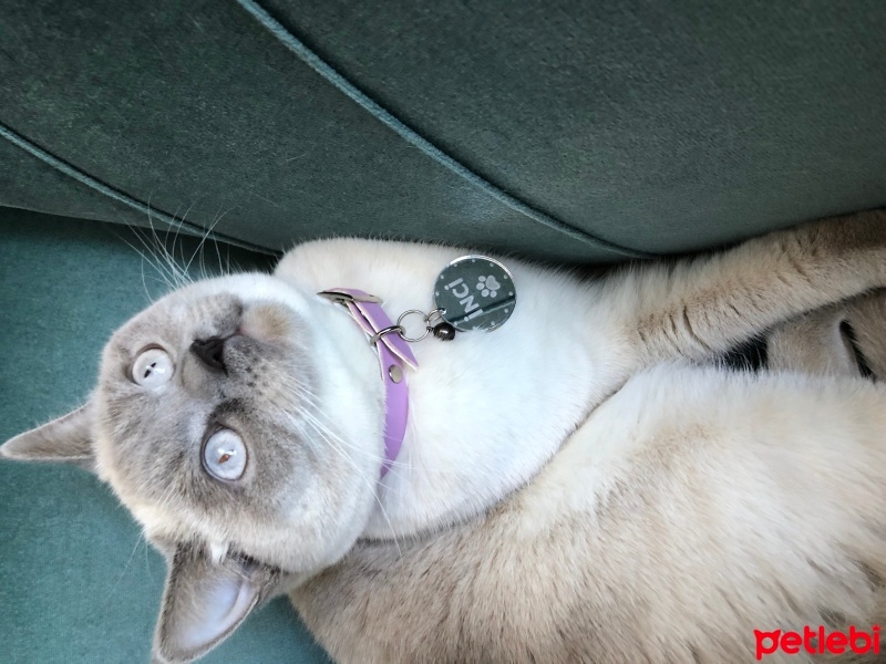 Colorpoint Shorthair, Kedi  İnci fotoğrafı