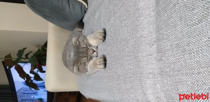 Scottish Fold, Kedi  Leo fotoğrafı