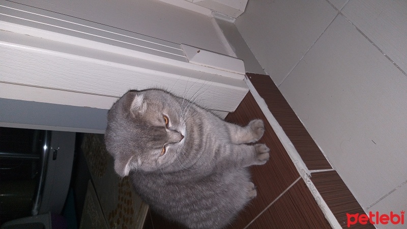 Scottish Fold, Kedi  Leo fotoğrafı