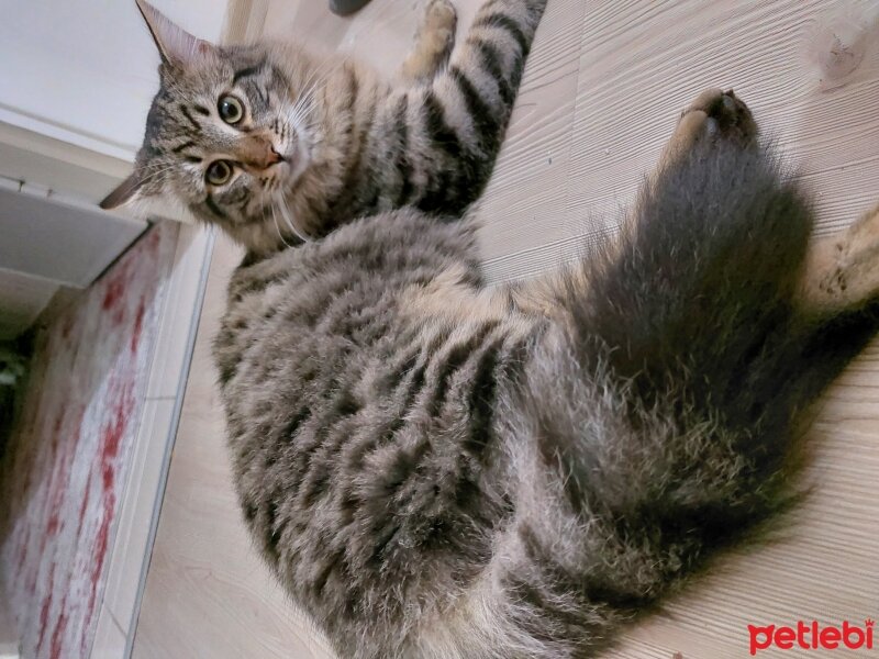 Norwegian Forest, Kedi  OSMAN fotoğrafı