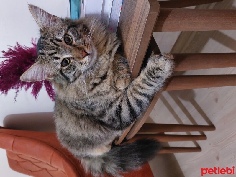 Norwegian Forest, Kedi  OSMAN fotoğrafı