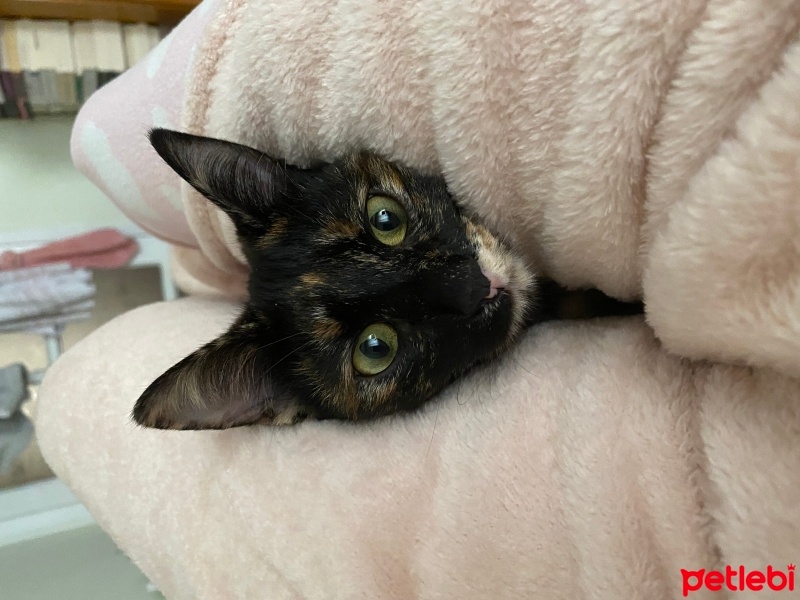 Tekir Kedi, Kedi  Gece fotoğrafı