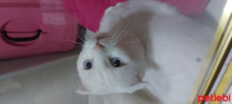 Scottish Fold, Kedi  Aslan fotoğrafı