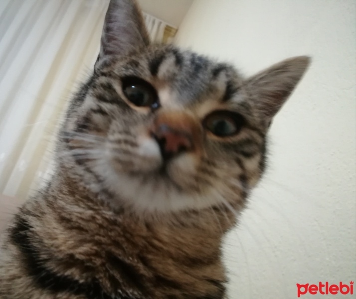 Tekir Kedi, Kedi  Şippik fotoğrafı
