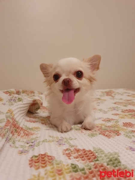 Chihuahua, Köpek  köpük fotoğrafı