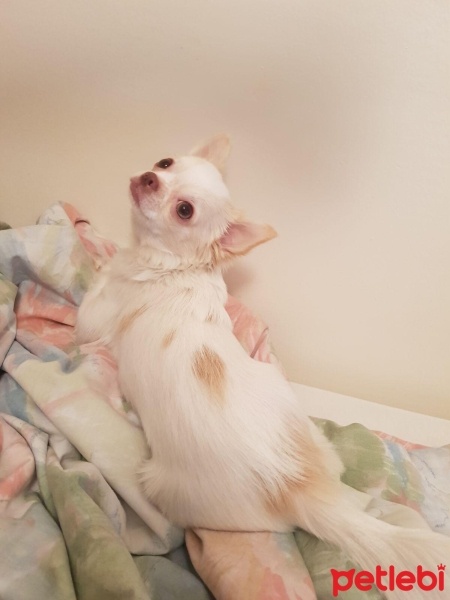 Chihuahua, Köpek  köpük fotoğrafı