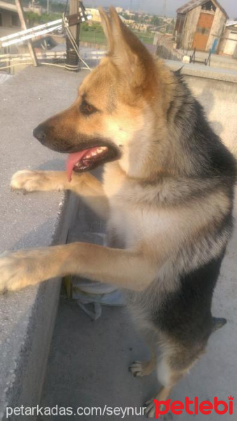 Alman Çoban Köpeği, Köpek  Cesi fotoğrafı