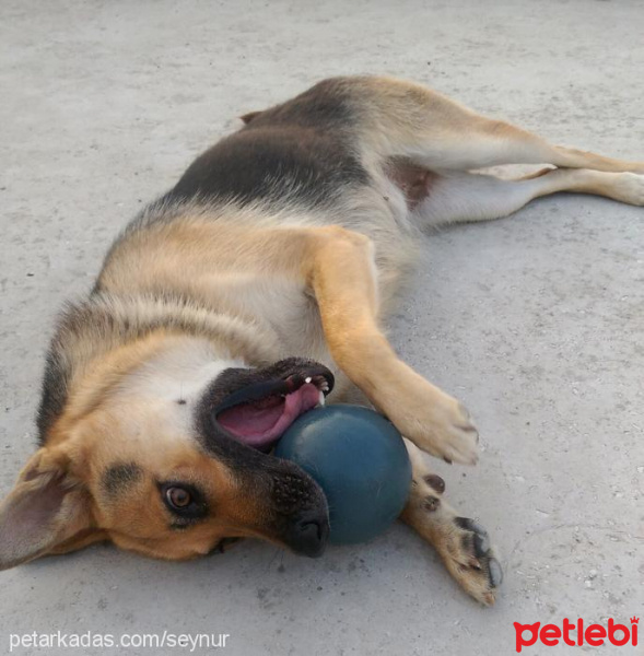 Alman Çoban Köpeği, Köpek  Cesi fotoğrafı
