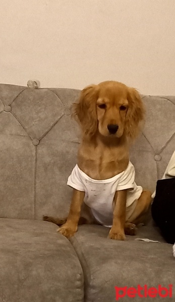 Amerikan Cocker Spaniel, Köpek  Diva fotoğrafı