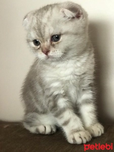 Scottish Fold, Kedi  Çiko fotoğrafı