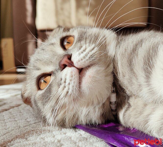 Scottish Fold, Kedi  Atom fotoğrafı