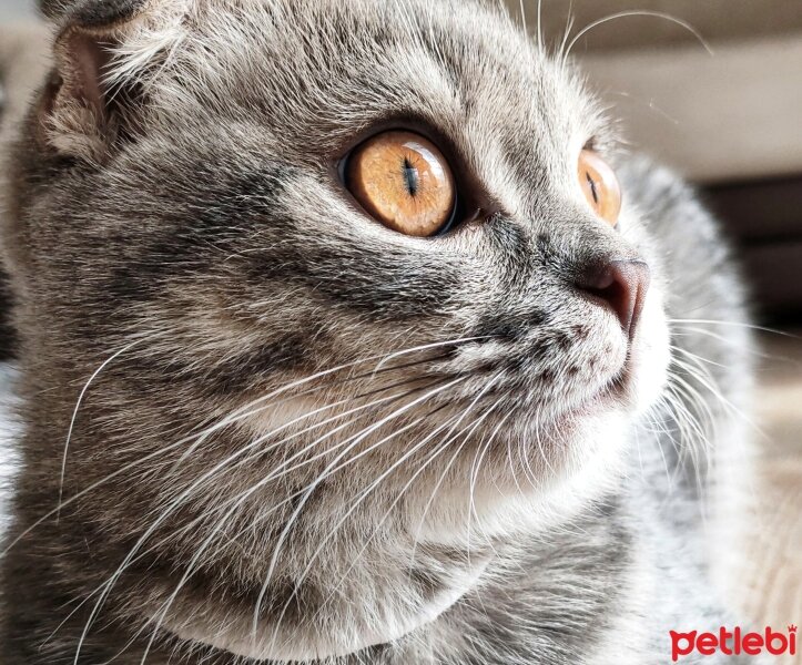 Scottish Fold, Kedi  Atom fotoğrafı