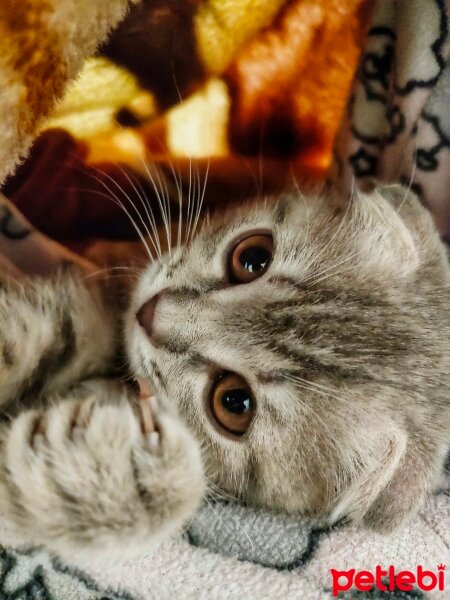 Scottish Fold, Kedi  Atom fotoğrafı