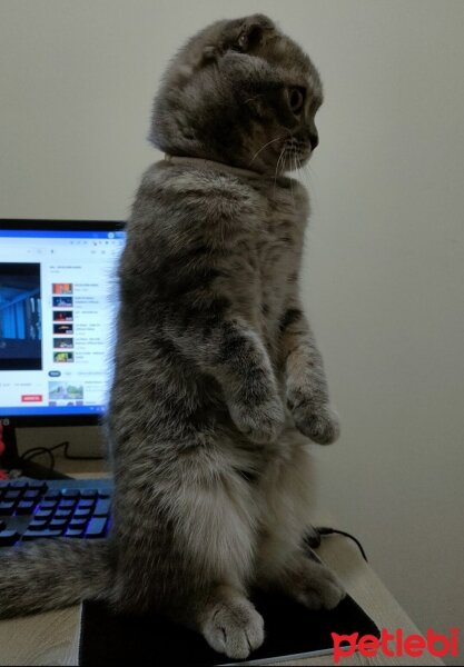 Scottish Fold, Kedi  Atom fotoğrafı