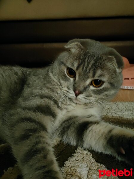 Scottish Fold, Kedi  Atom fotoğrafı