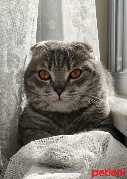 Scottish Fold, Kedi  Atom fotoğrafı