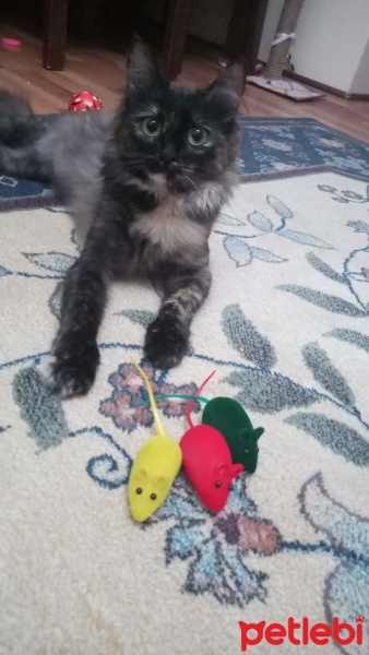 Chinchilla, Kedi  Bihter fotoğrafı
