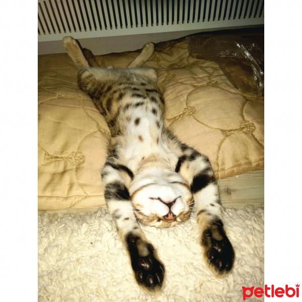 Tekir Kedi, Kedi  Balım  fotoğrafı