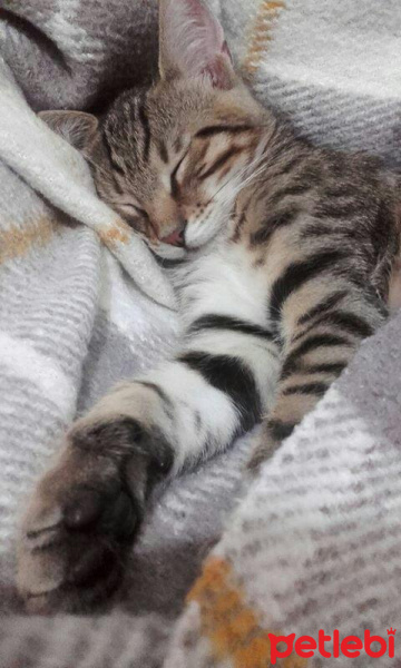 Tekir Kedi, Kedi  Balım  fotoğrafı