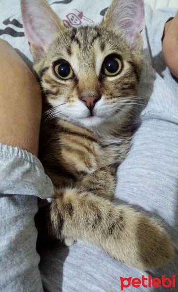Tekir Kedi, Kedi  Balım  fotoğrafı