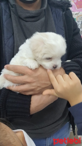 Maltese, Köpek  BOBY fotoğrafı