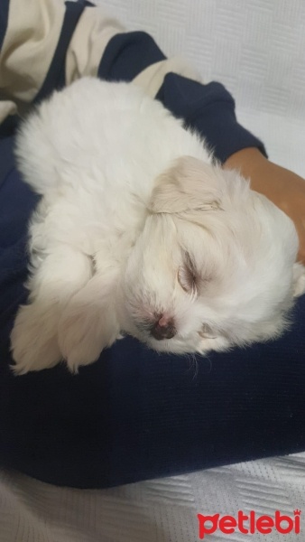 Maltese, Köpek  BOBY fotoğrafı
