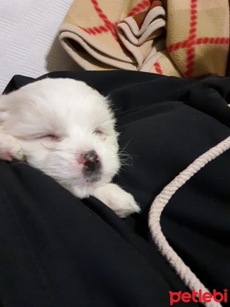Maltese, Köpek  BOBY fotoğrafı