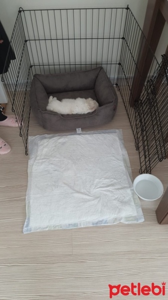 Maltese, Köpek  BOBY fotoğrafı