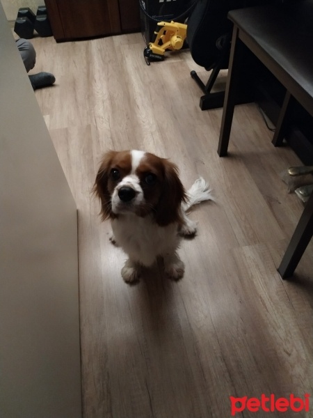 Cavalier King Charles Spanieli, Köpek  Charlie fotoğrafı