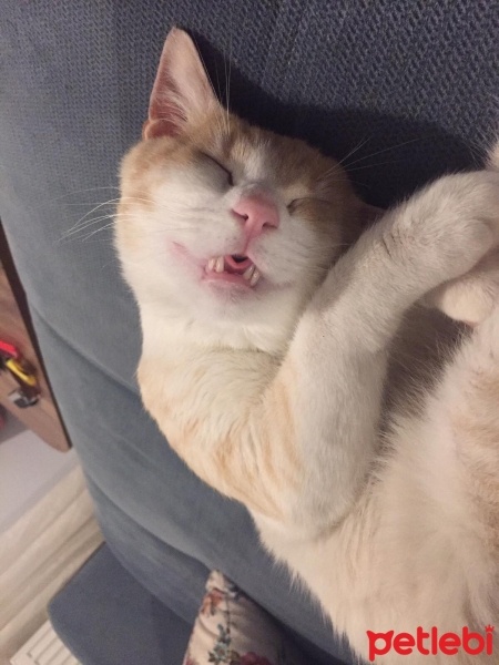 Sarman, Kedi  Tütsü fotoğrafı