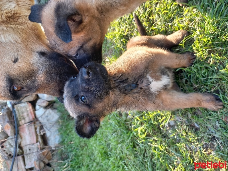 Belçika Malinois, Köpek  charlie çarli fotoğrafı