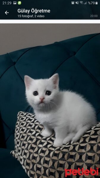 British Shorthair, Kedi  Patlamış mısır fotoğrafı