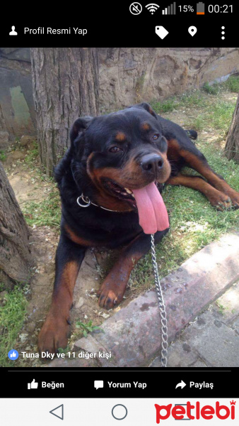 Rottweiler, Köpek  paşa fotoğrafı