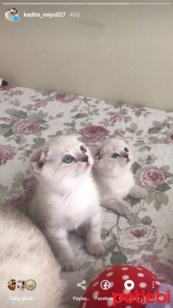 Scottish Fold, Kedi  Surmeli fotoğrafı
