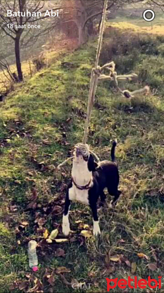 Amerikan Pitbull Terrier, Köpek  reina fotoğrafı