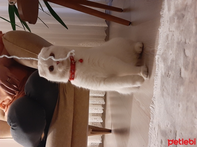 Scottish Fold, Kedi  Pofi fotoğrafı