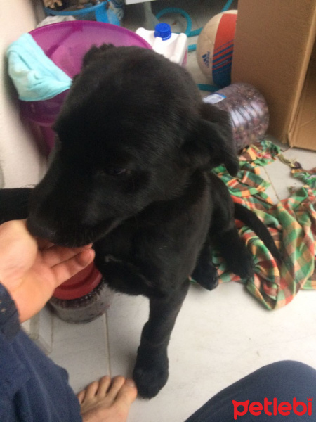 Labrador Retriever, Köpek  Paşa fotoğrafı
