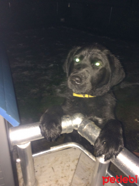Labrador Retriever, Köpek  Paşa fotoğrafı