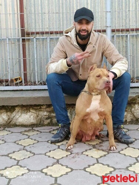 Amerikan Pitbull Terrier, Köpek  Mira fotoğrafı