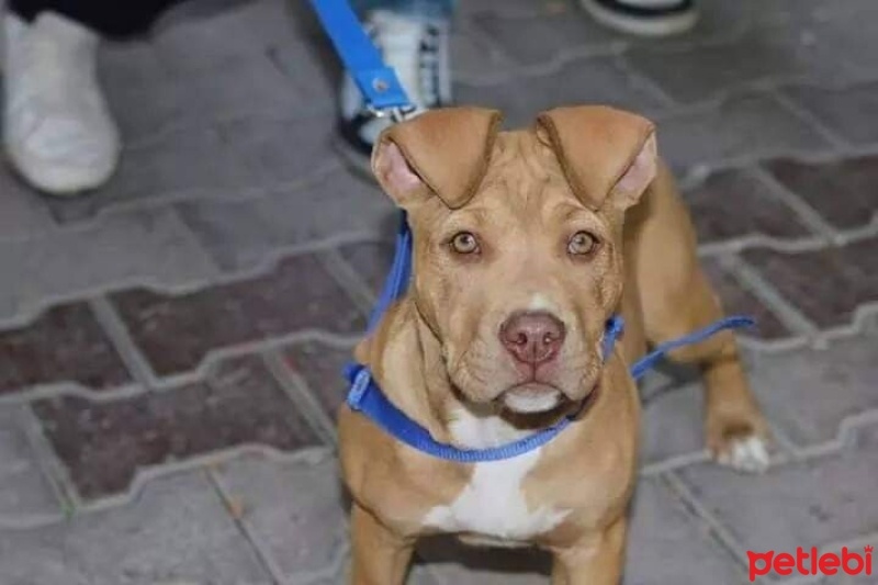 Amerikan Pitbull Terrier, Köpek  Mira fotoğrafı
