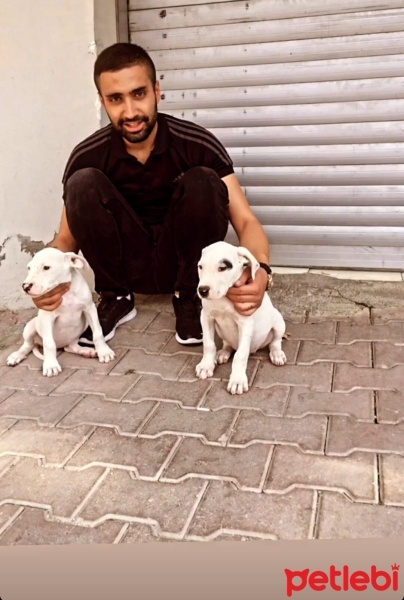 Dogo Arjantin, Köpek  Escobar fotoğrafı