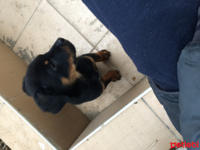 Rottweiler, Köpek  Zeus fotoğrafı
