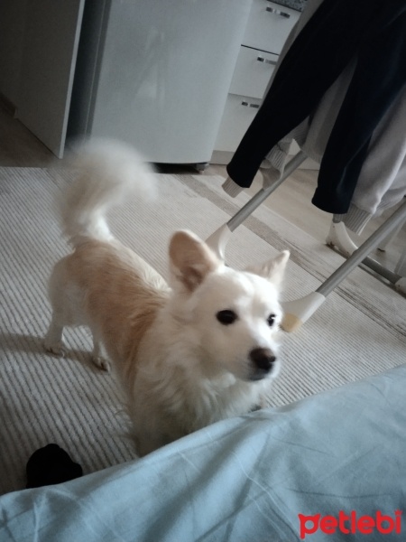 Amerikan Eskimo, Köpek  Puki fotoğrafı