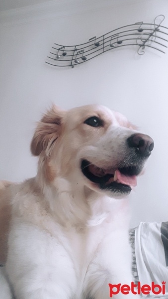 Golden Retriever, Köpek  Kybele fotoğrafı
